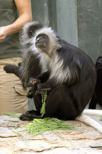 Portrait of young man eating while sitting in zoo