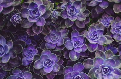 Full frame shot of purple flowers on sea