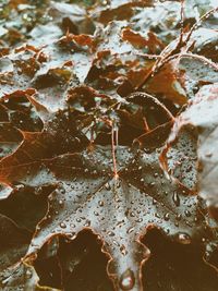 Close-up of wet leaves