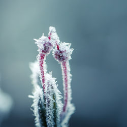 Close-up of frozen plant