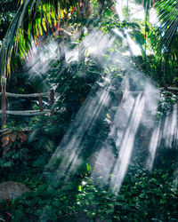 View of waterfall in forest