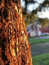 Close-up of tree trunk on field