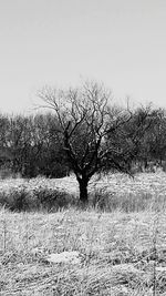 Bare trees on grassy field