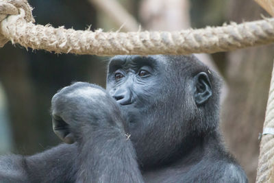 Close-up of gorilla looking at zoo