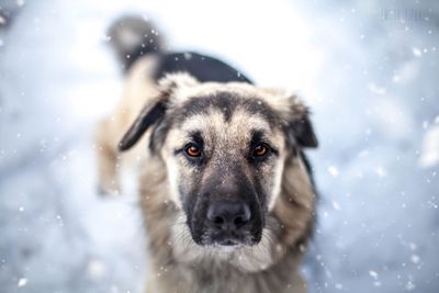 Portrait of dog in snow