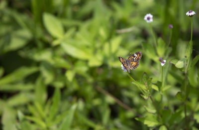 Close-up of butterfly pollinating on flower