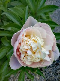 Close-up of rose flower