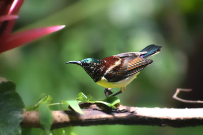 Close-up of bird perching on leaf