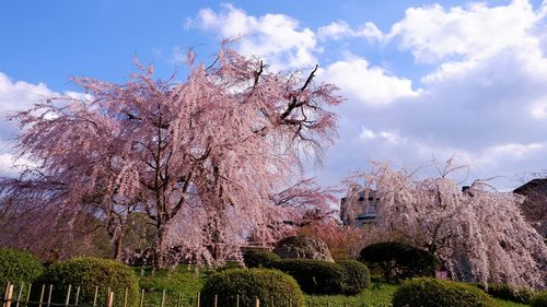 Cherry blossoms against sky