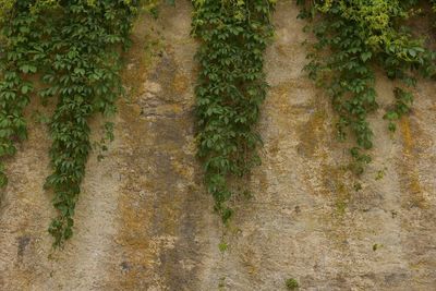 Ivy growing on tree