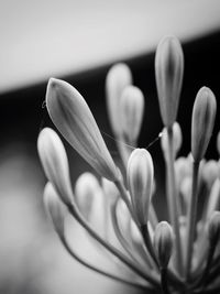 Close-up of flowers