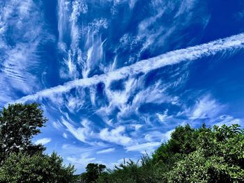 Low angle view of trees against blue sky