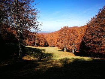 Scenic view of forest against sky during autumn