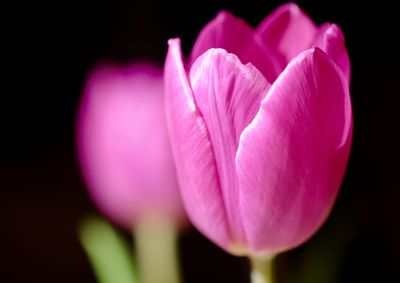 Close-up of pink flower