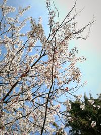 Low angle view of blooming tree against sky