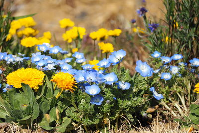 Close-up of yellow flowering plants on field