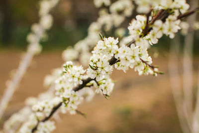 Close-up of white cherry blossom on tree