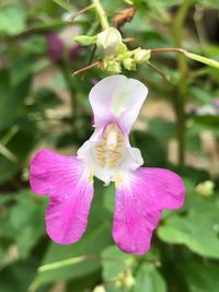 Close-up of flower blooming outdoors