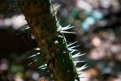 Close-up of tree