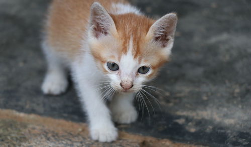 Close-up portrait of kitten