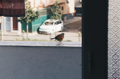 Bird perching on window