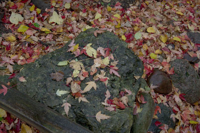 Full frame shot of dry leaves on ground