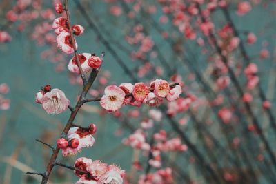 Close-up of pink flowers on branch