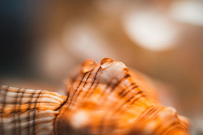 Close-up of water drops on seashell