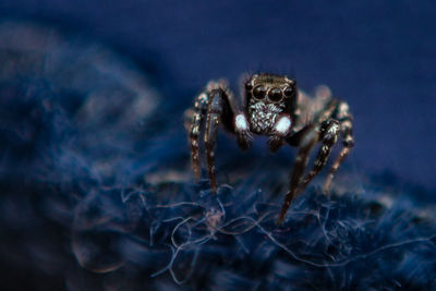 Close-up of spider