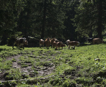 Horses in a field