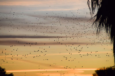 Flock of birds flying against sky at sunset