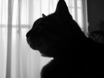 Close-up of a cat looking away at home