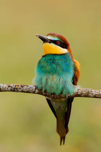 Close-up of bird perching on branch