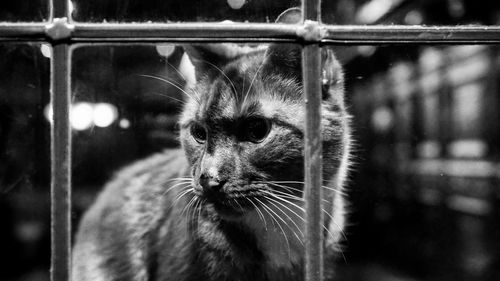 Close-up portrait of cat in cage