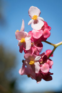 Close-up of pink flowers