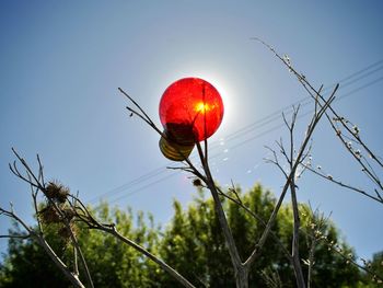 Close-up of red flower growing on tree against sky