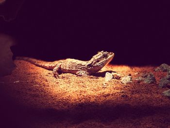 Close-up of lizard on rock at night