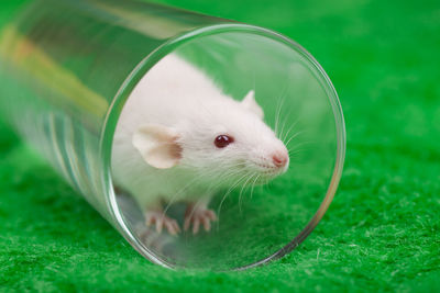 White mouse in transparent glass on a green grass background