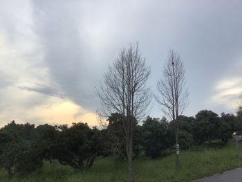 Trees on field against sky