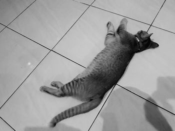 High angle view of cat relaxing on tiled floor