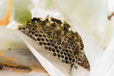 Close-up of bee on white flower