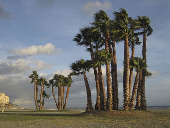 Palm trees on field against sky