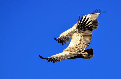 Low angle view of eagle flying against clear blue sky