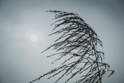 Low angle view of silhouette plant against sky at dusk