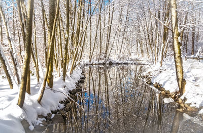 Close-up of frozen trees during winter