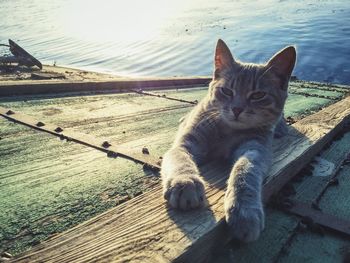 Portrait of cat resting on doormat