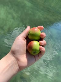 Cropped image of hand holding apple