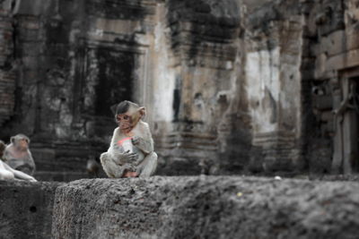 Monkeys with infant on retaining wall