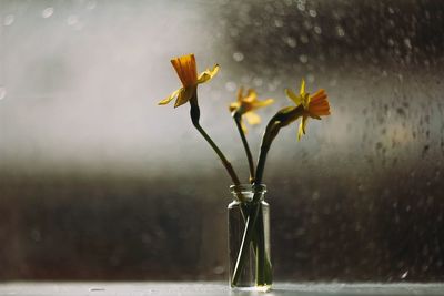 Close-up of flowering plant against glass