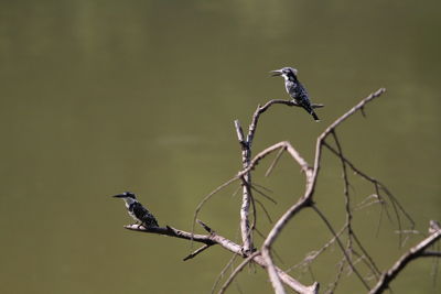 Bird perching on branch